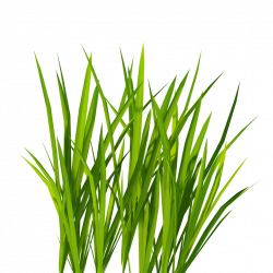 Grass. Free Download With Grass. Trendy Grass With Grass. Gallery Of ...