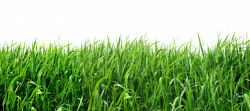 Lawn Clip art - grass 1800*805 transprent Png Free Download - Fodder ...