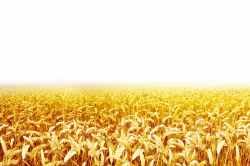 Wheat Clip art - Wheat 1920*1281 transprent Png Free Download ...