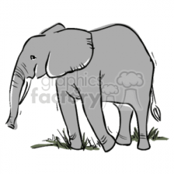 Elephant standing in grass clipart. Royalty-free clipart # 129672