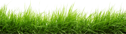 Line Of Grass PNG Image