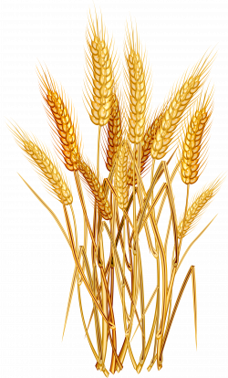 Wheat Euclidean vector Clip art - Golden wheat 1926*3197 transprent ...