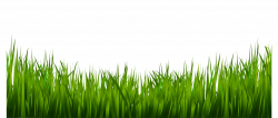 Grass PNG Images – A Live Ornament Tool | PNG Only