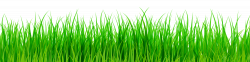 Green Grass PNG Clip Art - Best WEB Clipart