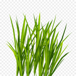 Green Grass Background clipart - Grass, transparent clip art