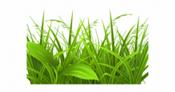 Grass Clipart, Transparent Png Download For Free #116663 ...