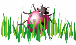 Ladybug Grass Insect Garden PNG Image - Picpng