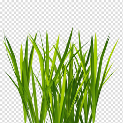Grass illustration, Texture mapping Lawn 3D computer ...
