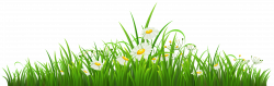 Transparent Grass with Chamomile PNG Clipart | Gallery Yopriceville ...