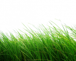 Dry Grass Clipart Park#3491282