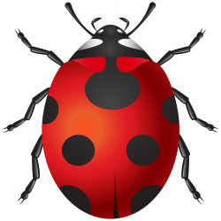 Ladybug PNG Clip Art - Best WEB Clipart