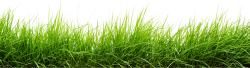 Green Grass Drawing at GetDrawings.com | Free for personal use Green ...