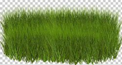 Light Green Grasses PNG, Clipart, Chinese Silver Grass ...