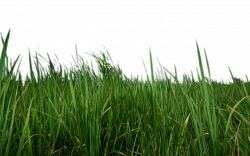 Grass PNG Transparent Grass.PNG Images. | PlusPNG