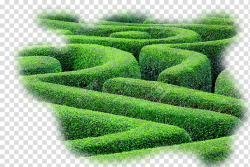 Hedge maze Labyrinth Plant Shrub, labyrinth transparent ...