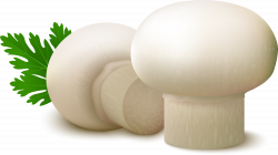 Common mushroom Food Fungus - White delicious mushroom 2500*1409 ...