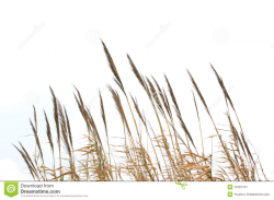 Reed grass | Clipart Panda - Free Clipart Images