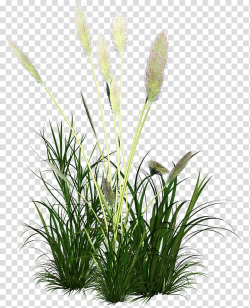 Green leafed plant , Icon, Reed grass Ornament transparent ...