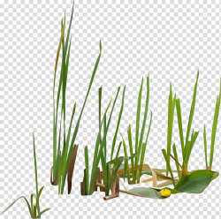 Typha orientalis Vodyanoy Scirpus Swamp Reed, grass ...