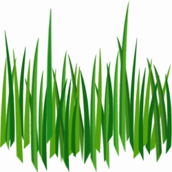 Grass PNG Image - PurePNG | Free transparent CC0 PNG Image Library