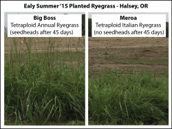Meroa | Tetraploid Italian Ryegrass