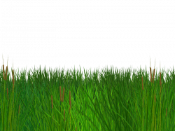 Seamless Grass Border Free PNG Clipart (Nature-Grass-And-Foliage ...