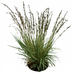 Grass 02 png by ~gd08 on deviantART | PNG files for ...
