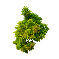 Shrub Tree Clip art - Yellow-green dwarf wood 1000*1000 transprent ...