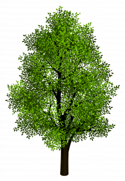 Green Tree Transparent Clipart Picture | Gallery Yopriceville ...