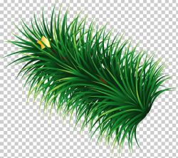 Hand Painted Green Grass Star PNG, Clipart, Arecaceae ...