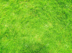 Grass Png Lawn Top View