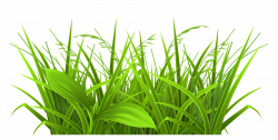Tropical Grasses Clipart
