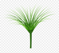 Download Tropical Green Leaf Clipart Png Photo - Sweet Grass ...