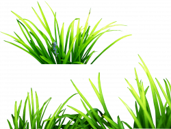 28+ Collection of Underwater Grass Clipart | High quality, free ...