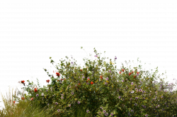 Wild Flowers With Grass 2 Stock Photo- 0081-PNG by annamae22 ...