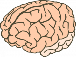 28+ Collection of Knowledge Brain Clipart | High quality, free ...