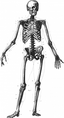 Skeleton Clipart Transparent - 14037 - TransparentPNG