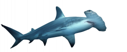 Hammerhead Shark PNG HD Transparent Hammerhead Shark HD.PNG Images ...