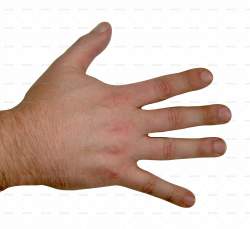 Back Of Human Hand | Clipart Panda - Free Clipart Images