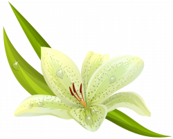 White Lilium PNG Clipart | Gallery Yopriceville - High-Quality ...