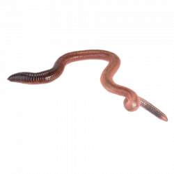 28+ Collection of Worm Clipart No Background | High quality, free ...