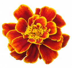 Orange Flower clipart marigold - Pencil and in color orange flower ...