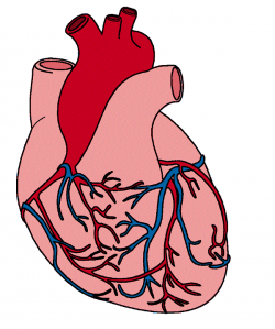 Human heart in body clipart - Clip Art Library