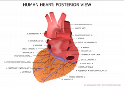 Clipart - Human Heart Posterior View