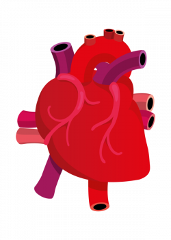 28+ Collection of Human Heart Clipart Png | High quality, free ...