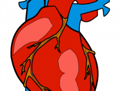 Real Human Heart Free Download Clip Art - carwad.net