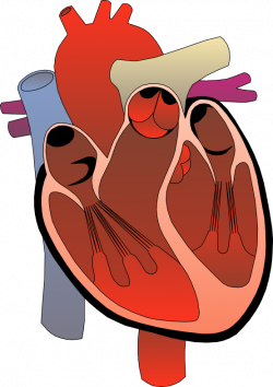 Animated Human Heart Clipart