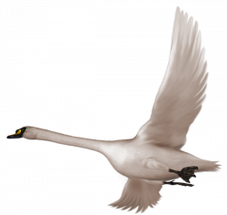Swan in Flight Free Clipart | Gallery Yopriceville - High-Quality ...