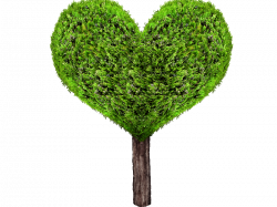 Green Heart Tree PNG (Isolated-Objects) | Textures for Photoshop