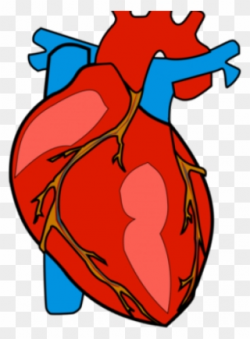 Body Clipart Heart - Human Body Heart Clipart - Png Download ...